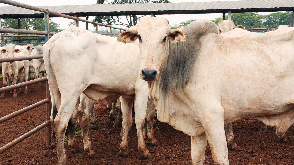 deputados franceses chamam carne brasileira de ‘lixo’