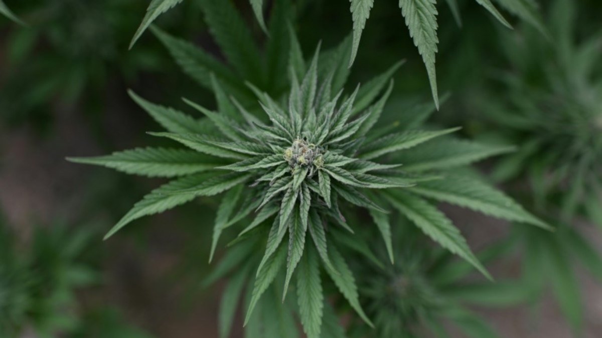 Califórnia permitirá cafés dedicados à cannabis, como nos Países Baixos