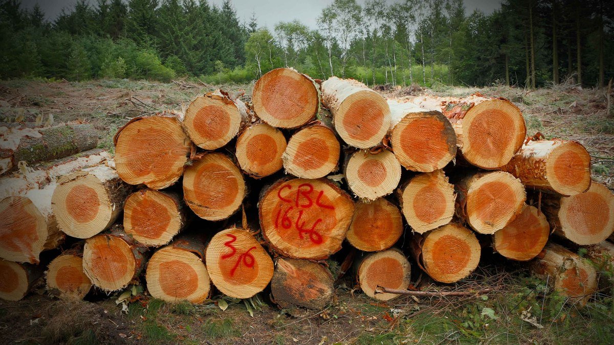 Futuro das florestas depende de uso das técnicas de manejo