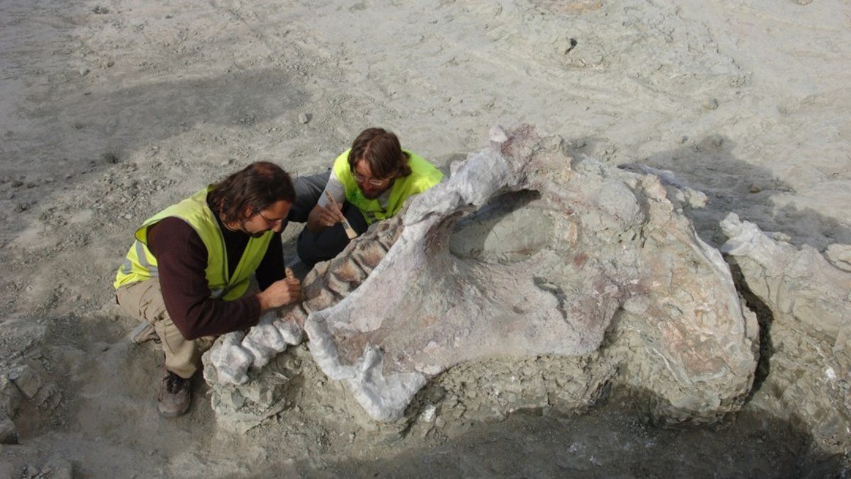 Um dos maiores dinossauros da história é descoberto na Espanha em condições incríveis