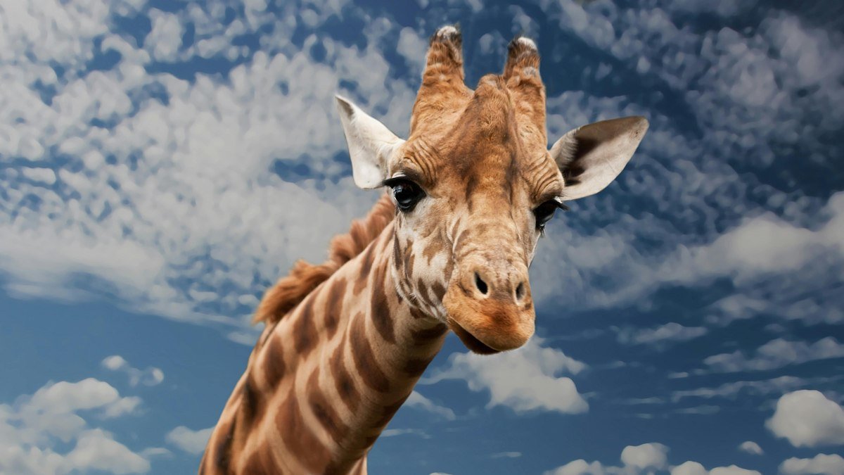 Girafas entrarão para lista de animais em risco de extinção