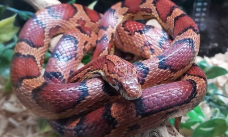 Cobra exótica dos EUA é encontrada em telhado de casa em MG Cobra exótica dos EUA é encontrada em telhado de casa em MG