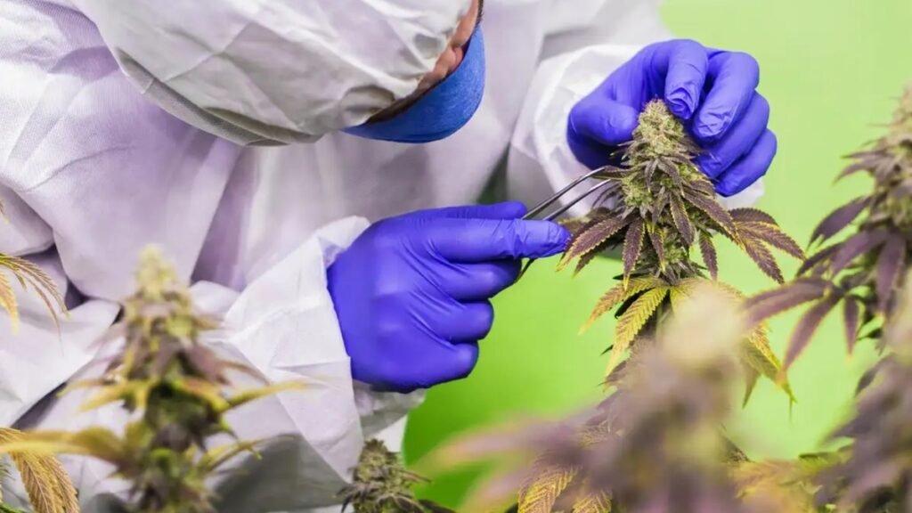 Estudo avança para que Cannabis possa tratar novas doenças