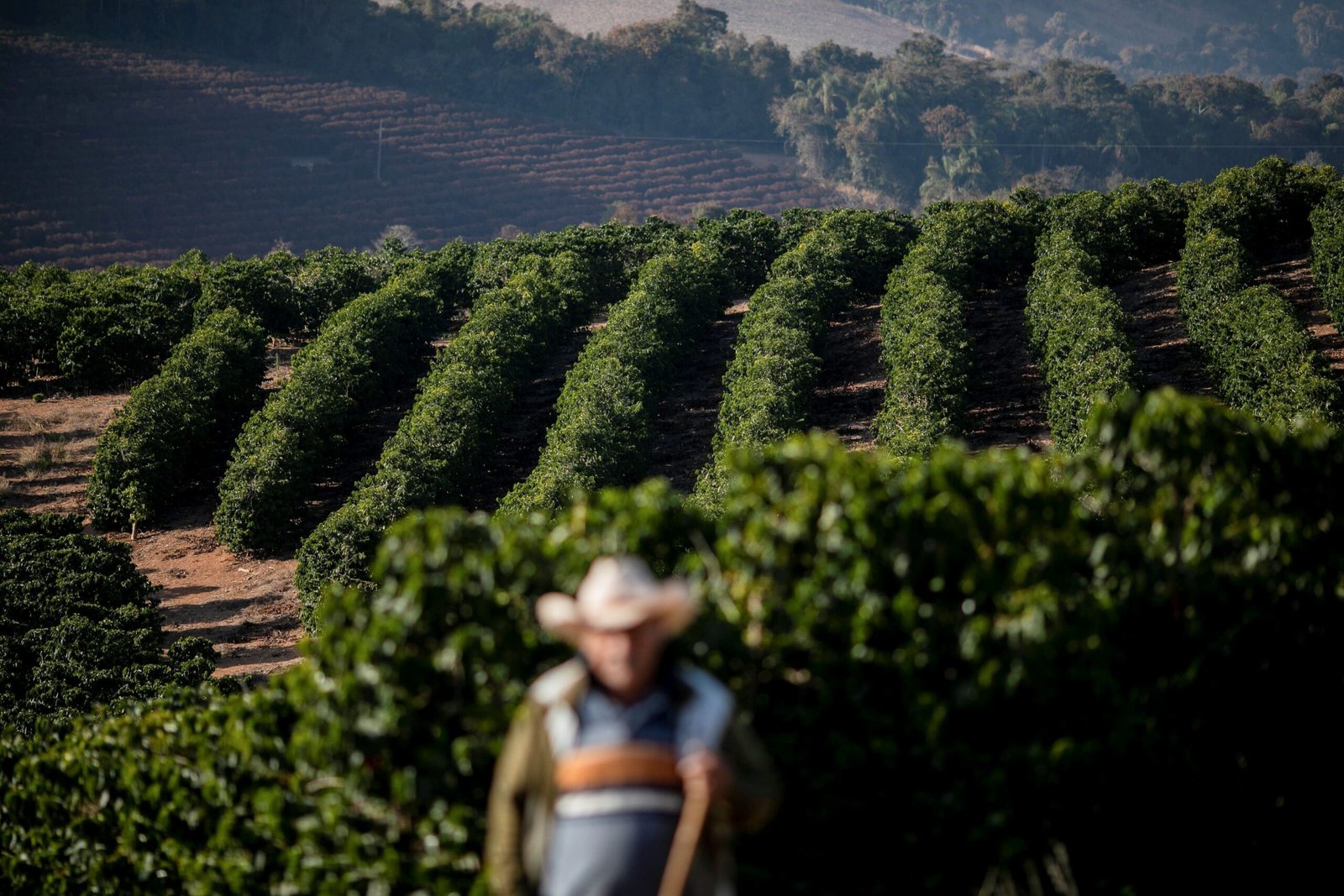 Brasil exporta recorde de 4,9 milhões de sacas em outubro, segundo Cecafé