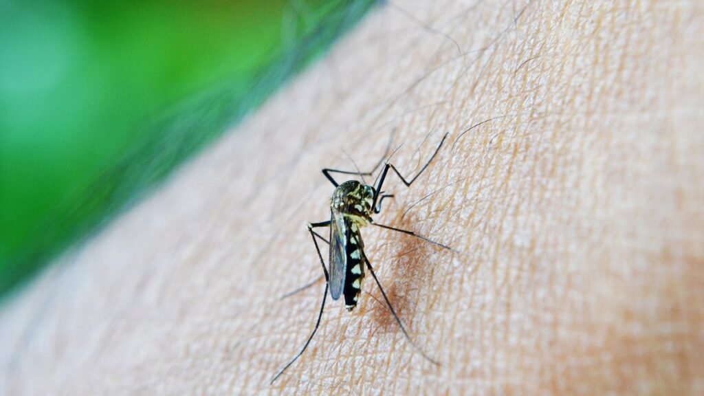 SP supera 337 mil casos de dengue; entenda os desafios no combate