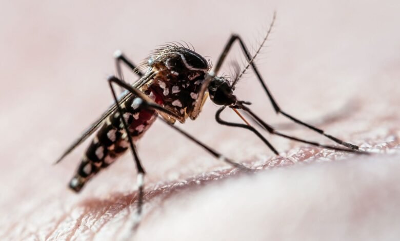 Dengue avança no Sul do país e aponta impacto das mudanças climáticas Dengue avança no Sul do país e aponta impacto das mudanças climáticas