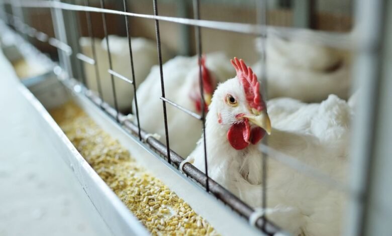 Argentina suspende importações de produtos e subprodutos de aves do Brasil Argentina suspende importações de produtos e subprodutos de aves do Brasil