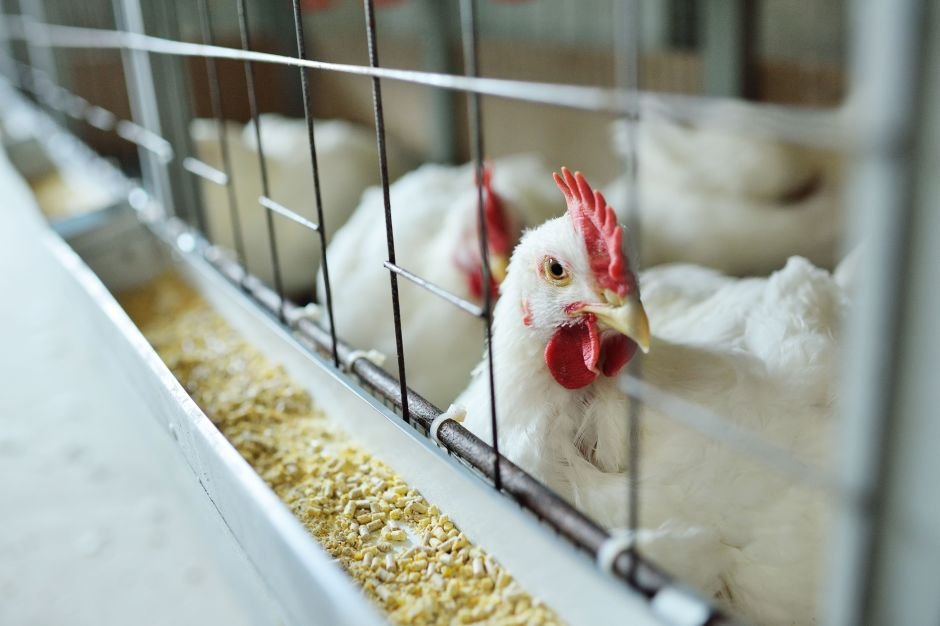 Argentina suspende importações de produtos e subprodutos de aves do Brasil