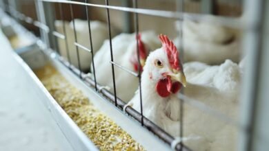 Gripe aviária não é transmitida pelo consumo de frango, diz infectologista