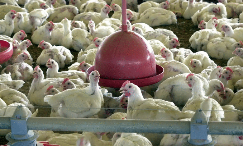 Gripe aviária: Chile, México e Uruguai suspendem compra de frango do Brasil Gripe aviária: Chile, México e Uruguai suspendem compra de frango do Brasil