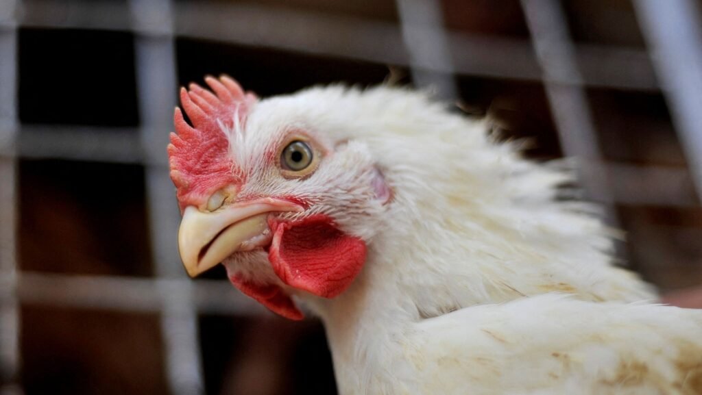 Filipinas e Jordânia suspendem compras de frango do Brasil; veja lista