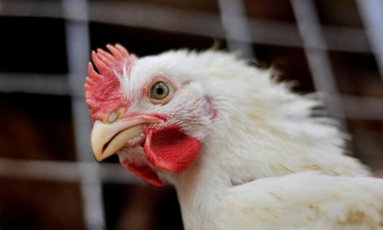 Filipinas e Jordânia suspendem compras de frango do Brasil; veja lista Filipinas e Jordânia suspendem compras de frango do Brasil; veja lista