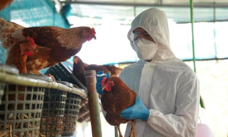 governo conclui desinfecção em granja que teve foco governo conclui desinfecção em granja que teve foco
