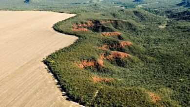 Cerrado ultrapassa Amazônia em desmatamento