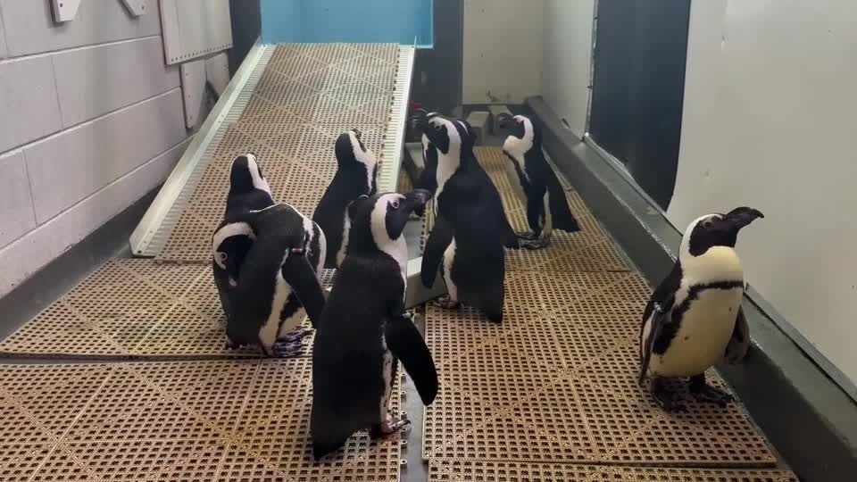 Vídeo: aquário adequa estrutura para proteger pinguins do furacão Milton