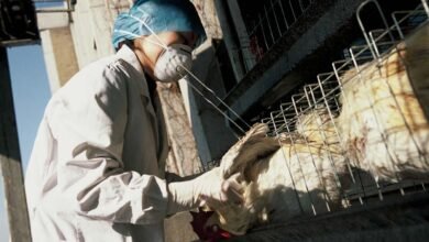 Gripe aviária: Ministro Fávaro alerta sobre riscos de consumir frango cru