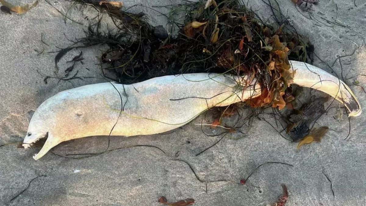 Criatura marinha aparece morta na praia e intriga banhistas na Califórnia
