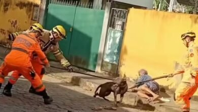 idosa atacada por pitbull domina cão até chegada de ajuda