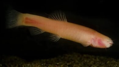 Peixe-vampiro que morre sob a luz do sol é achado na África