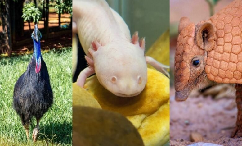 conheça animais surpreendentes do Zoológico de Brasília conheça animais surpreendentes do Zoológico de Brasília