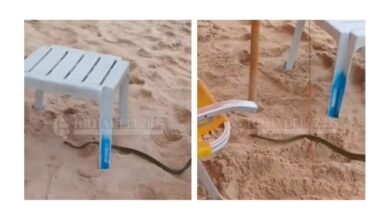 Cobra ‘papa-pinto’ assusta banhistas em praia paradisíaca no Rio