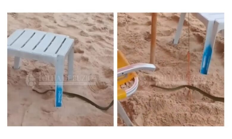 Cobra ‘papa-pinto’ assusta banhistas em praia paradisíaca no Rio Cobra ‘papa-pinto’ assusta banhistas em praia paradisíaca no Rio
