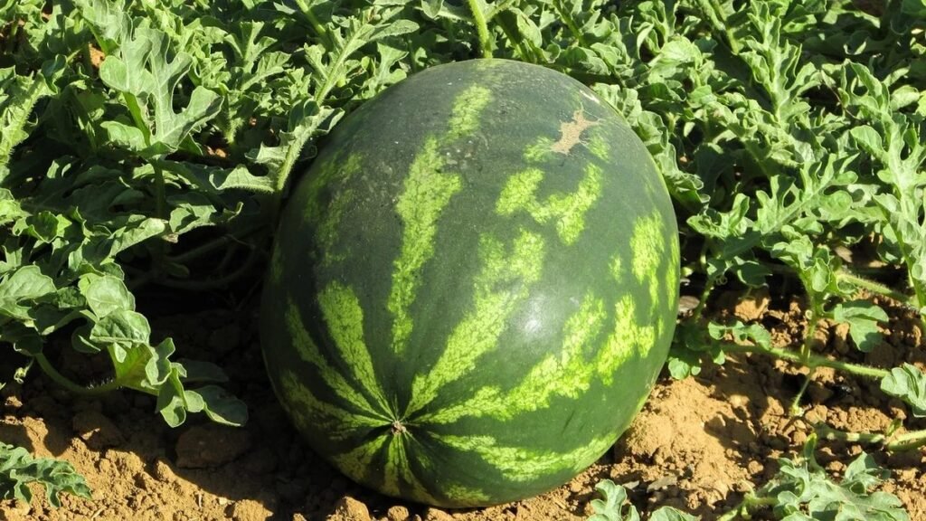 Melancia: Leve, doce e refrescante, tem pouca caloria, hidrata e nutre