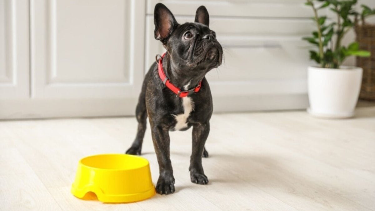Epitychia adquire participação relevante na Popular Pet e entra na governança da companhia Epitychia adquire participação relevante na Popular Pet e entra na governança da companhia