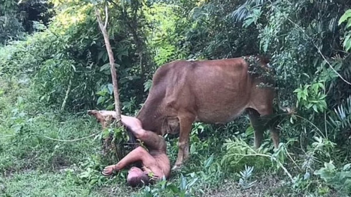 Homem é atacado por vaca após tentativa de abuso do animal