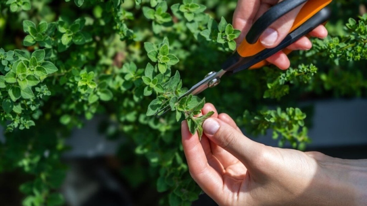 7 benefícios do orégano para a saúde e como usá-lo