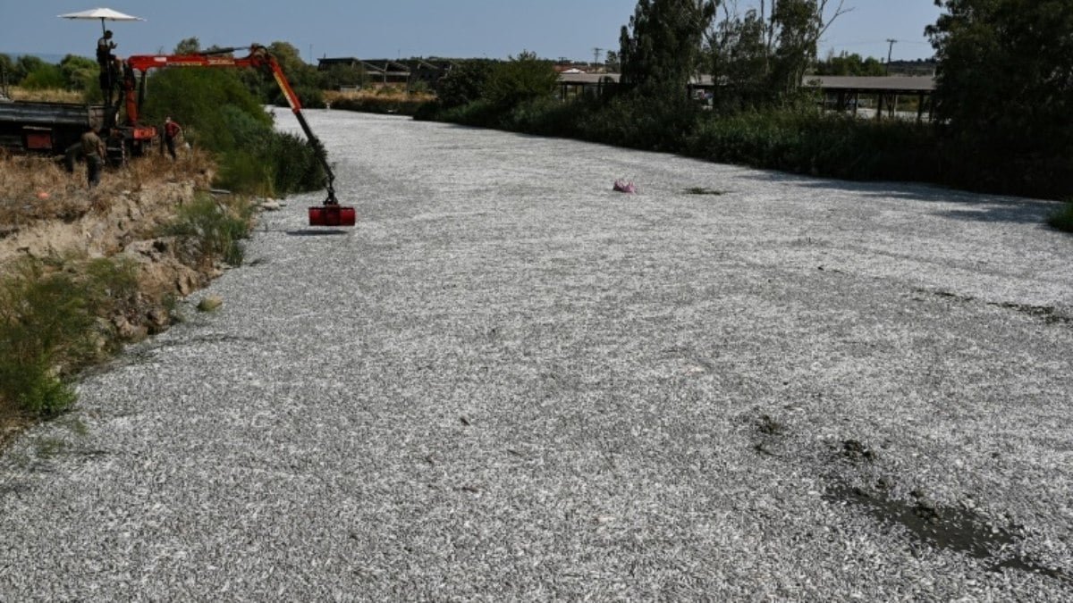 Cidade portuária grega em estado de emergência por maré de peixes mortos