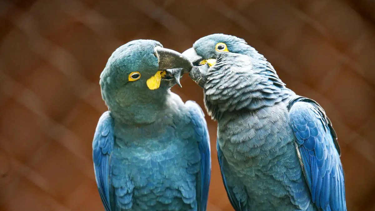 Zoológico de SP mostra arara-azul-de-lear ao público pela primeira vez
