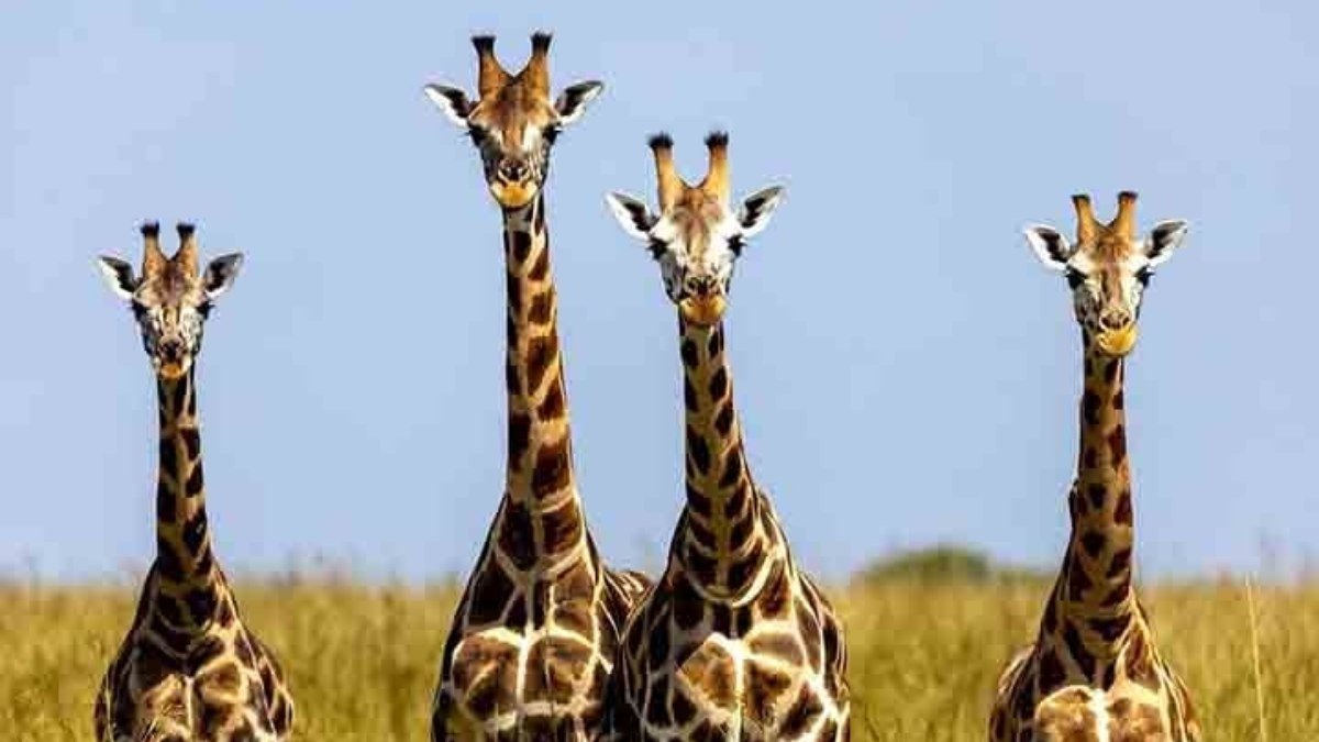 Curiosidades sobre as girafas: muito para saber além do pescoço longo
