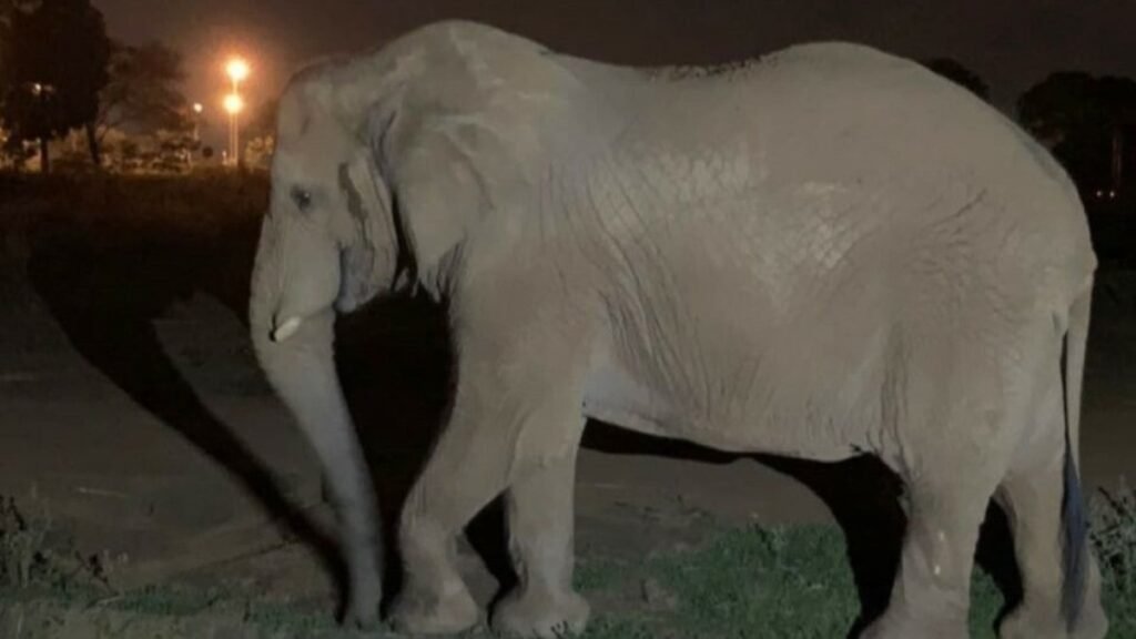 Zoológico de Brasília abre inscrições para visitas noturnas em setembro