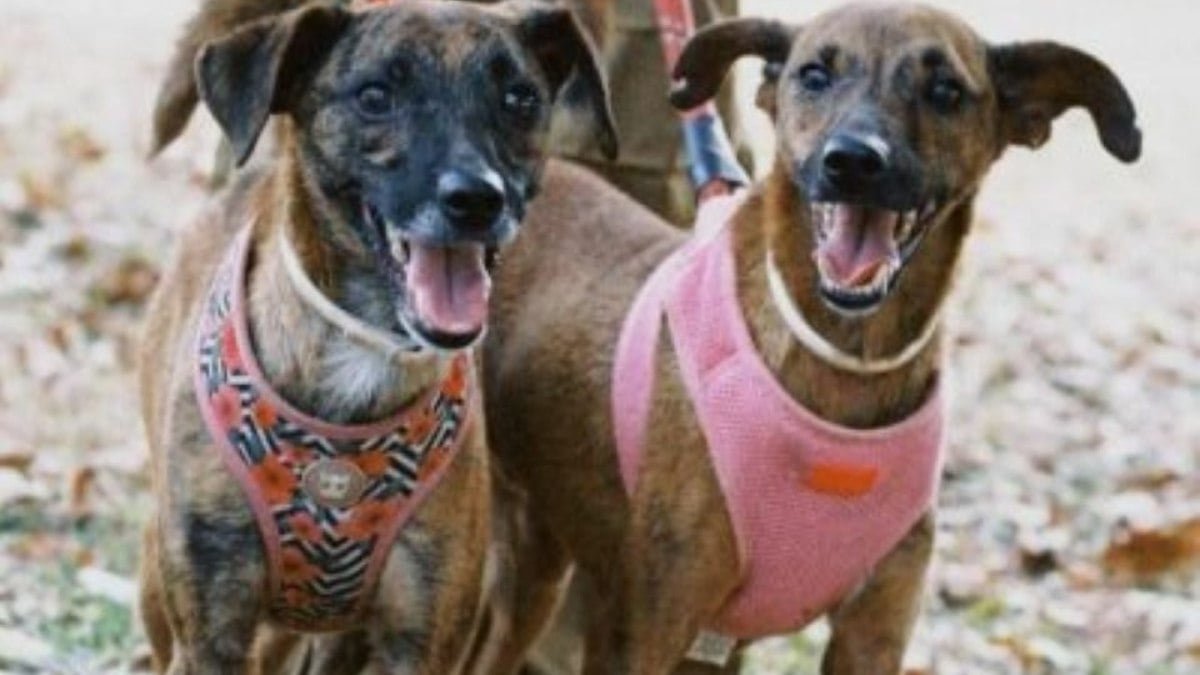 Zoonoses disponibiliza seis cães para adoção em Brasília