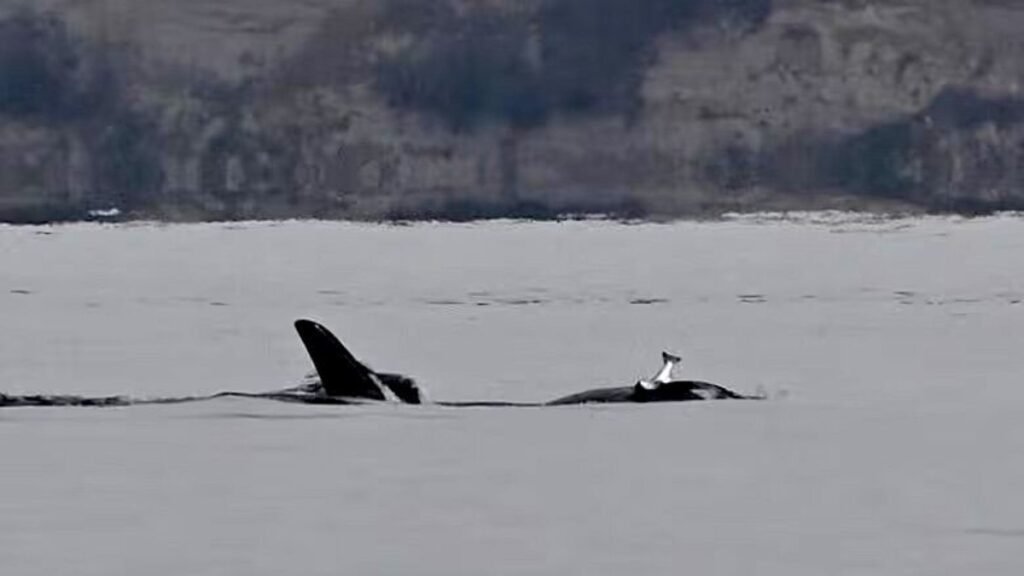 Orcas resgatam ‘moda’ de usar salmão morto como chapéu; o que dizem os cientistas