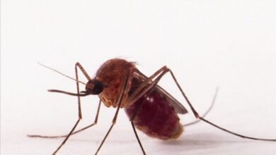 Brasil investiga oito casos de transmissão vertical