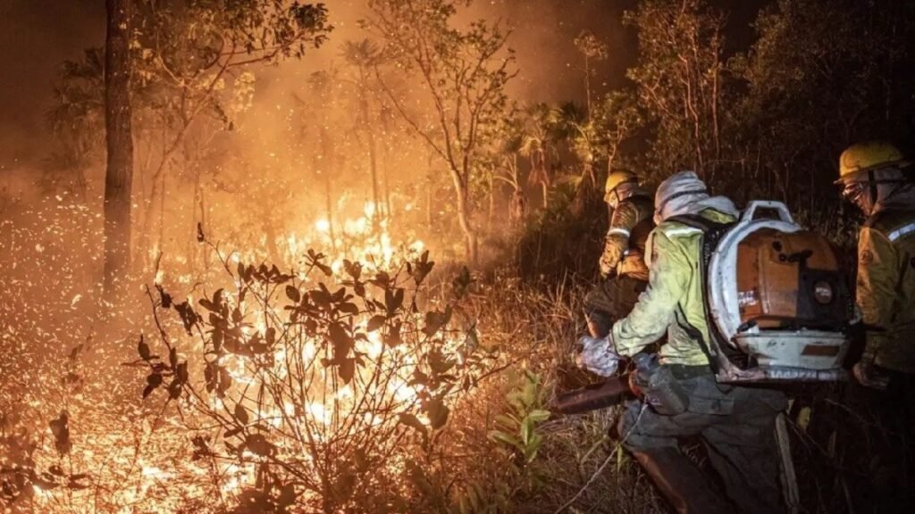Senadora do DF quer lei para endurecer penas contra queimadas e grilagem de terras