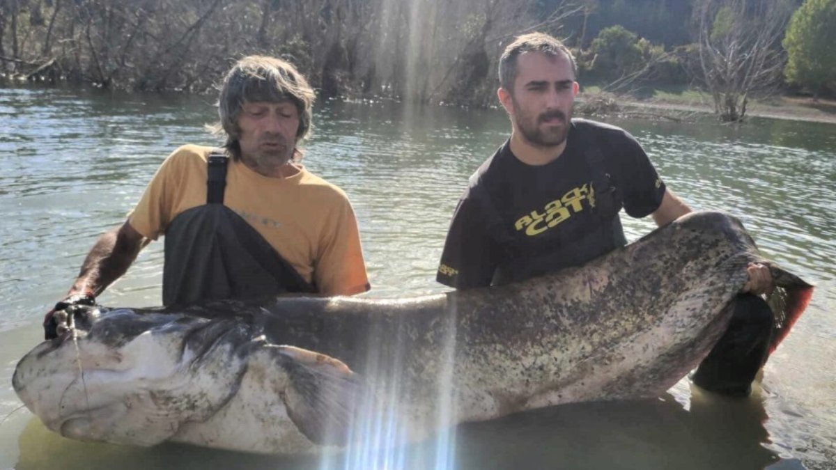 Bagre de 2,7 metros e 120 kg é capturado em represa na Bulgária; veja