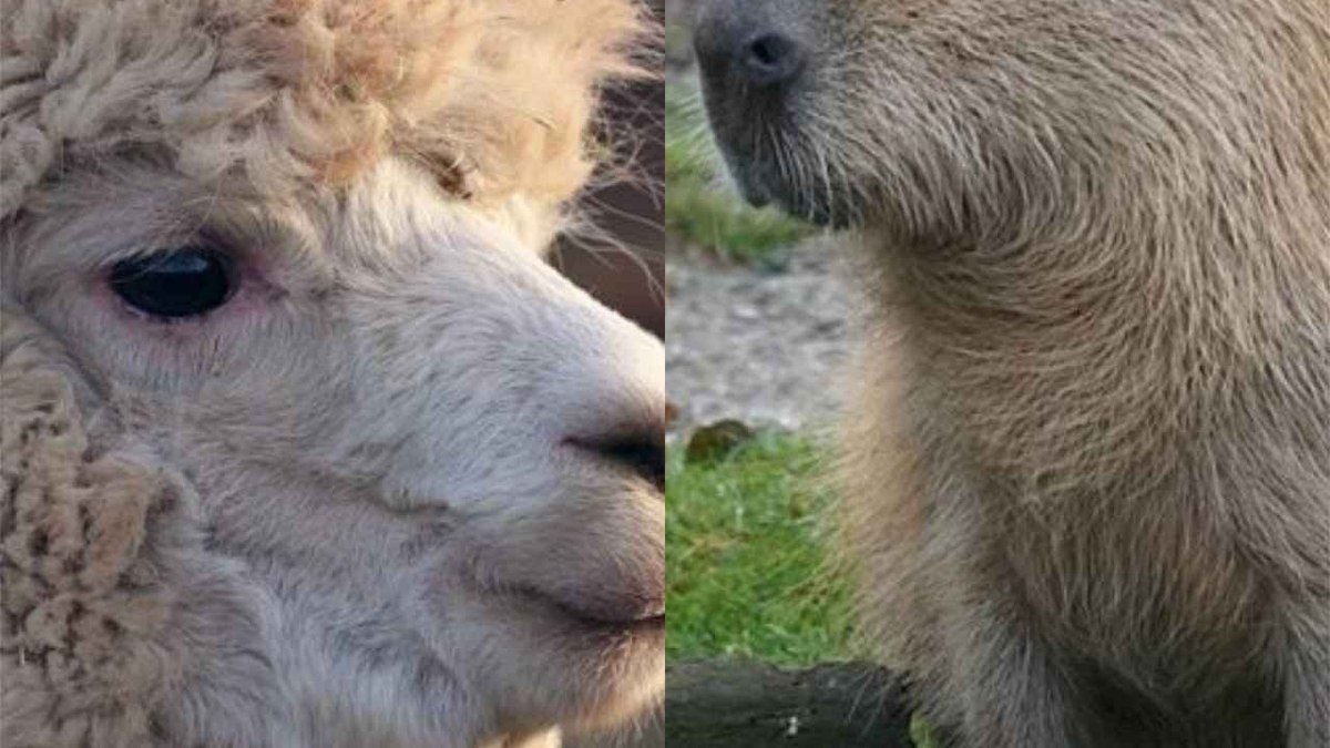 Sabia dessa? Animais que se dão muito bem com os seres humanos