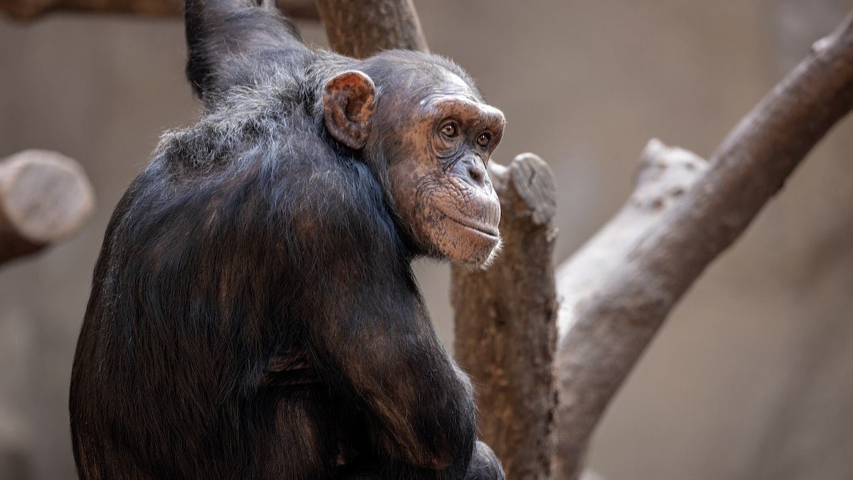 cientistas revelam que chimpanzés ‘falam inglês’: ‘Mamãe’