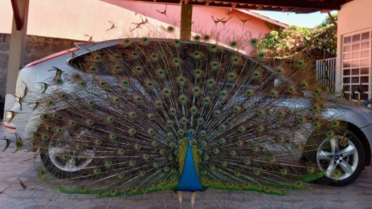 Pavão ameaçado por vizinhos no Paranoá é resgatado