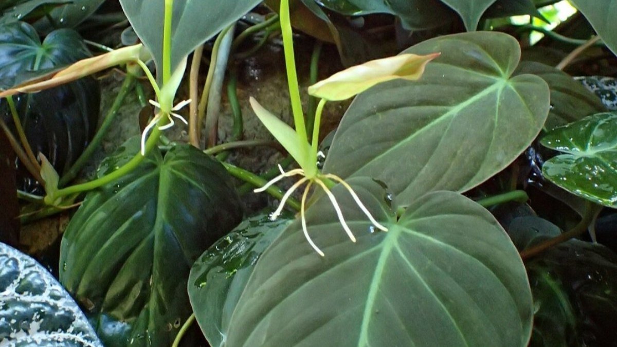 Belíssimas: Plantas com folhagens que se destacam