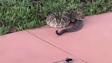 mulher é picada por cobra cascavel em Goiás