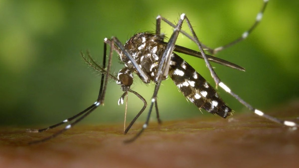 Zika Vírus pode ser aliado no combate a tumores cerebrais