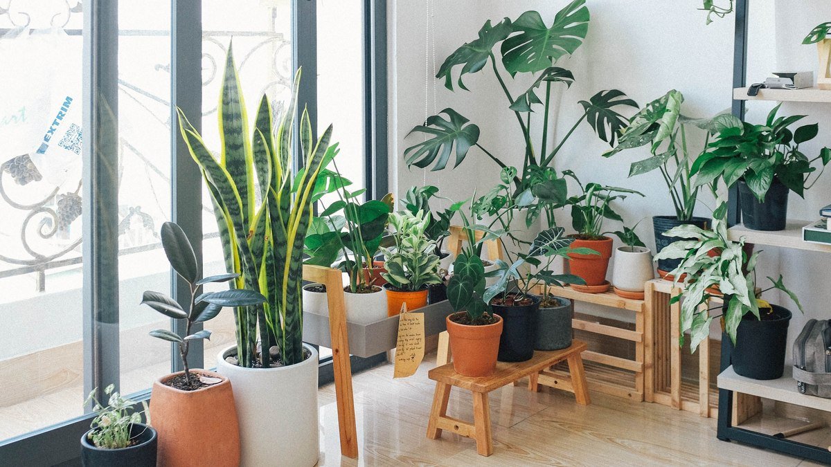 14 plantas que purificam o ar para se ter em casa