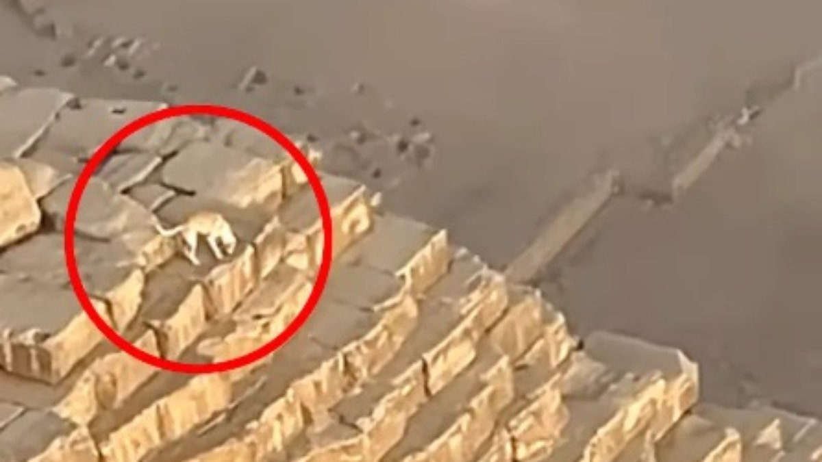 Homem de parapente flagra cachorro no topo da pirâmide de Gizé, no Egito
