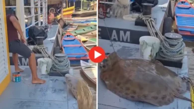 Pescador fisga arraia de quase 80 quilos no Rio Envira; veja o vídeo | ac24horas