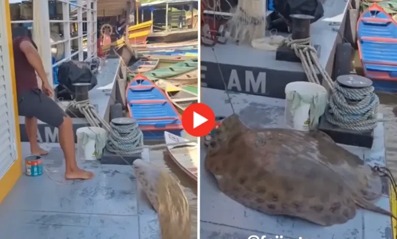 Pescador fisga arraia de quase 80 quilos no Rio Envira; veja o vídeo | ac24horas Pescador fisga arraia de quase 80 quilos no Rio Envira; veja o vídeo | ac24horas