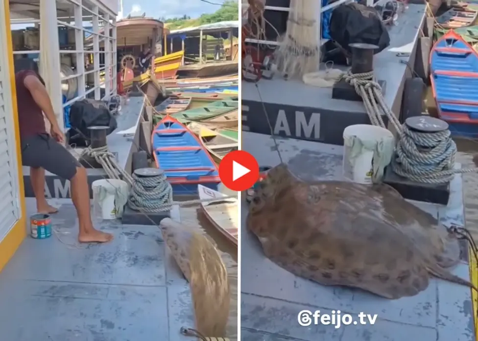 Pescador fisga arraia de quase 80 quilos no Rio Envira; veja o vídeo | ac24horas